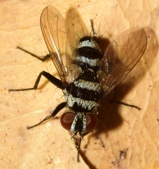 Trigonospila transvittata