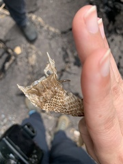 Nerodia sipedon sipedon