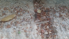 Formicidae