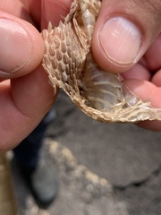 Nerodia sipedon sipedon