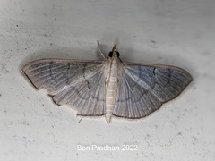 Poliobotys ablactalis