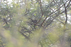 Hypargos margaritatus