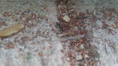 Formicidae