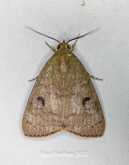 Maurilia