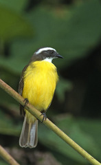 Social Flycatcher photo 4