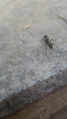 Formicidae