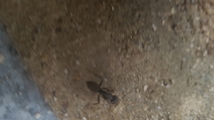 Formicidae