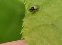 Malloewia abdominalis