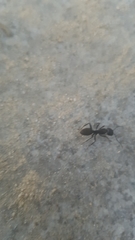 Formicidae