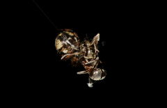 Dipoena melanogaster