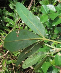 Rhoicissus digitata