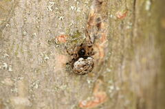 Dipoena melanogaster