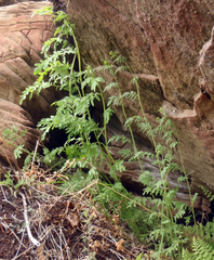 Descurainia sophioides