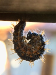Nymphalis