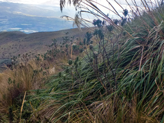 Linochilus rupestris