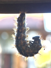 Nymphalis