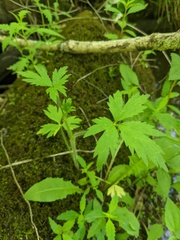 Ranunculus pensylvanicus