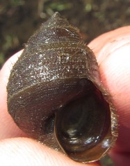 Bellamya capillata image