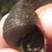 Bristled River Snail - Photo (c) Robert Taylor, some rights reserved (CC BY), uploaded by Robert Taylor