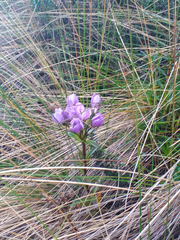 Gentianella foliosa