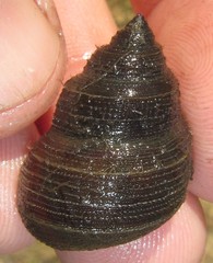Bellamya capillata