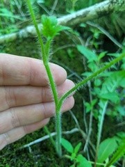 Ranunculus pensylvanicus
