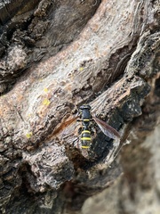 Sphiximorpha subsessilis