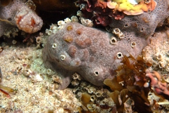Didemnum ternerratum