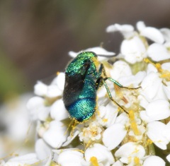 Ceratochrysis