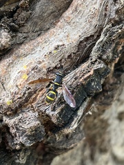 Sphiximorpha subsessilis