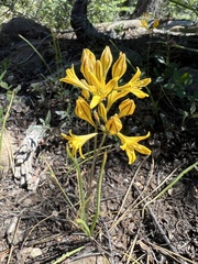 Triteleia crocea