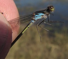 Pseudagrion deningi