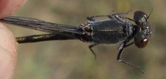 Pseudagrion deningi