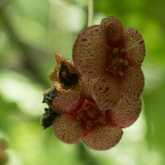 Euonymus occidentalis occidentalis
