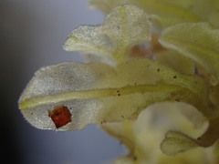 Metzgeria pubescens