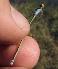 Pseudagrion deningi