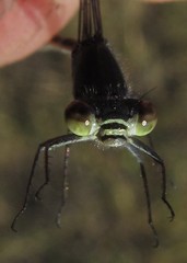Pseudagrion deningi