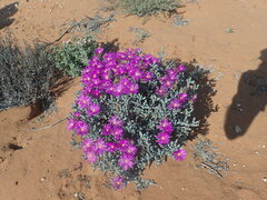 Lampranthus otzenianus