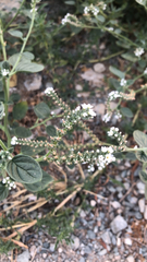 Heliotropium europaeum