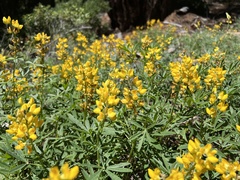 Lupinus luteolus