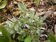 Draba macounii