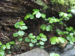 Elatostema obtusum trilobulatum