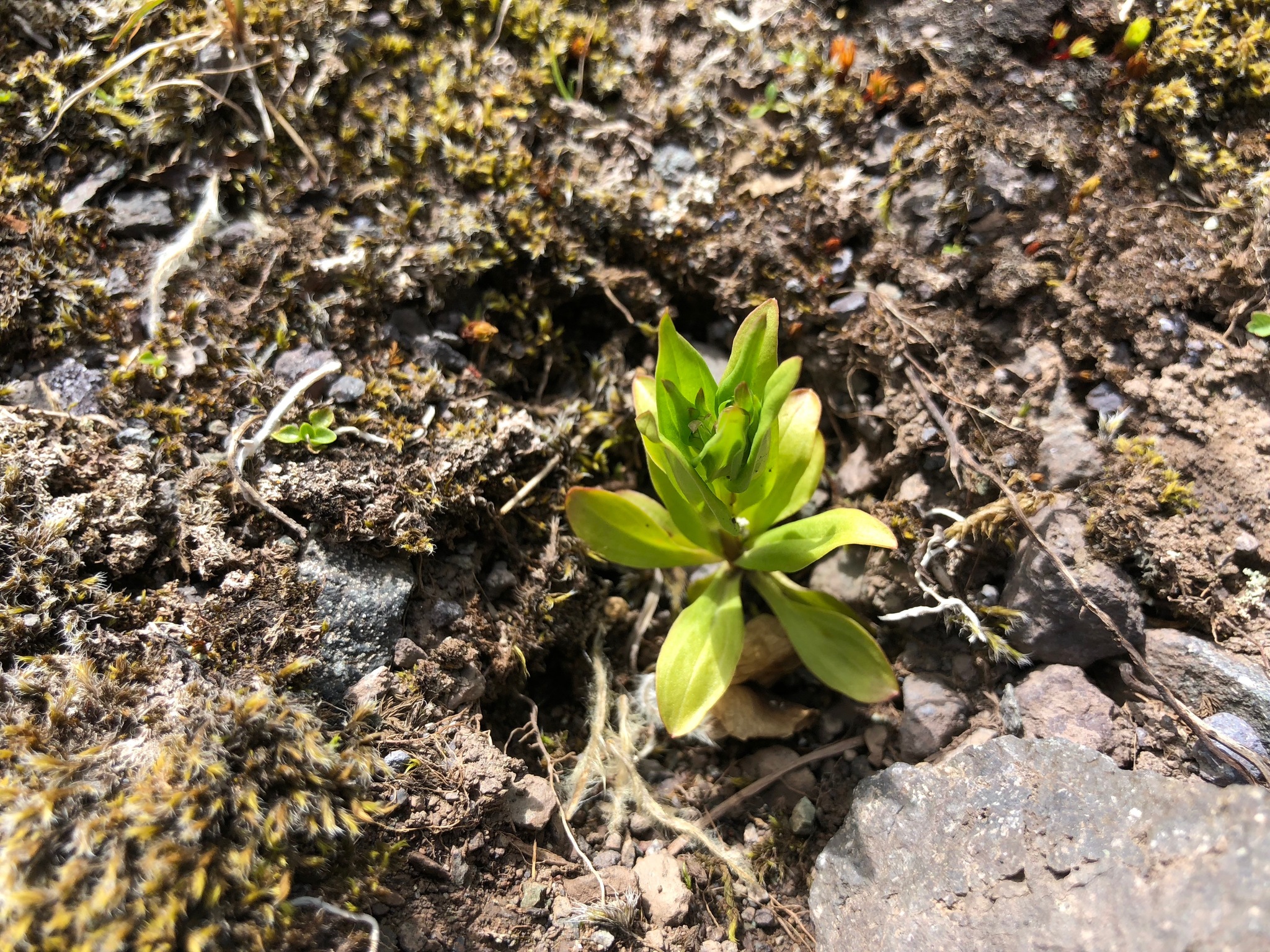 Gentianella propinqua ssp. aleutica