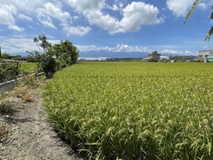Oryza