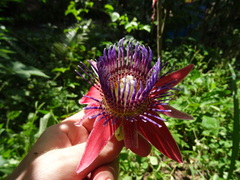 Passiflora venusta