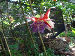 Passiflora venusta
