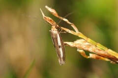 Parahyponomeuta egregiella