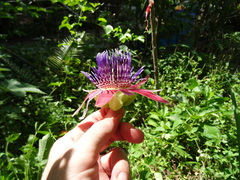 Passiflora venusta