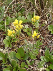 Draba macounii