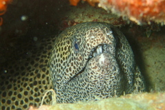 Gymnothorax favagineus
